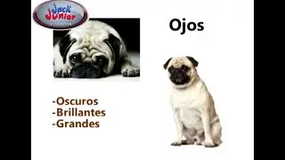 Caracter&iacute;sticas, comportamiento y aprendizaje del Pug