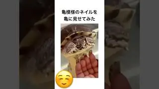亀模様のネイルを亀に見せてみた