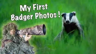 Photographing Badgers in Scotland