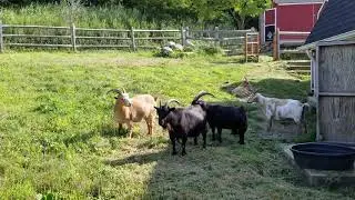 Nigerian dwarf goats @ Norman J  Levy Park & Preserve, Merrick, NY, South Shore of Long Island