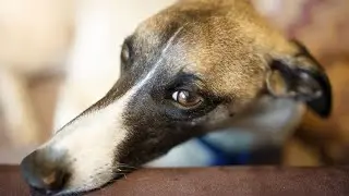 Watch a Whippet Racing Event - A Spectator's Guide