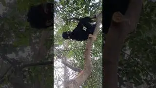 chutiya😂 bhoot #comedy short 🤣#Jungle mein# Mangal😂