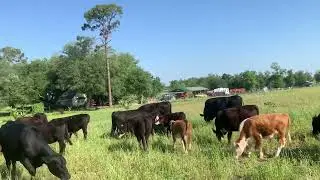 The Lazy Acres Family Farm Final Update on the Rogue Heifer Group