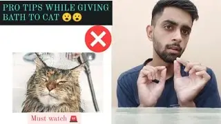 How To Give Your Cat A Bath - Cat Care Tips.