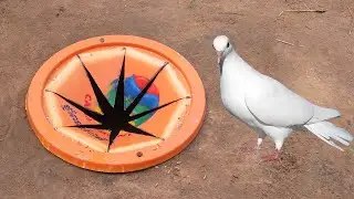 Amazing Unique Pigeon Trap Using Tank cover And Deep Hole - Traditional Bird Trap