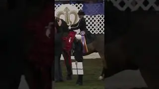 Emma Suedmeyer and Fire Run Best Man #saddleseat #champion #morgan #horse #equestrian #equitation
