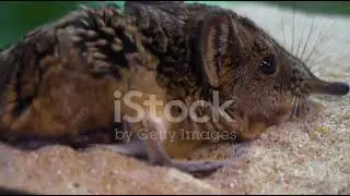 The Mating Dance of Mice: A Closer Look