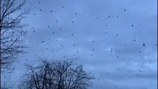 CROW ARMY GOT THE CALL,CROWS IN THE AIR 