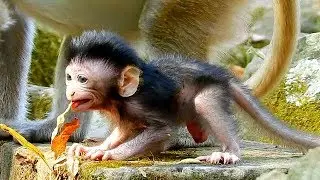 Who come close, Why newborn Dax scare like that, Baby Dax still not walks well