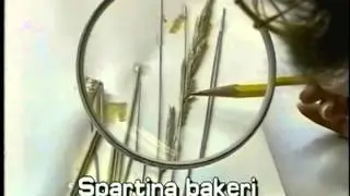 How to identify Sand cordgrass Spartina bakeri