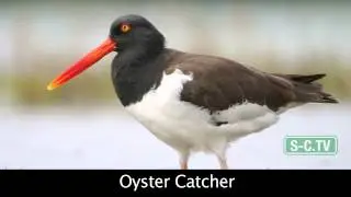 16 Sanibel Birds - How many to you know?
