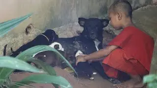 Poor Mother Dog Breastfeeding Milk Puppies New Born In Pagoda!! Feeding Poor Puppies