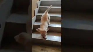 Hey I'm Going down the stairs🐶|Golden retriever puppy DOGO❤️🥹🥰#doglover#short#shortvideo#shorts#dog
