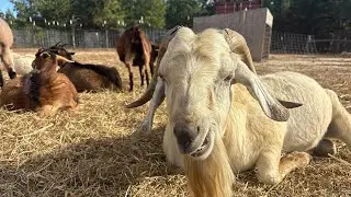 Relaxing Goat ASMR Video for background noise