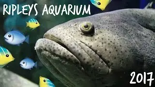 RIPLEYS AQUARIUM 2017