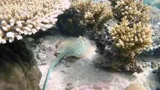 Rajiformes - Copyright Free