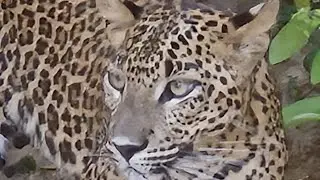 Wilpattu National Park Private Guided Safari 2025