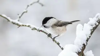 healing music for pain relief | reiki healing music for pain relief
