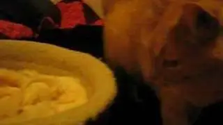 Meowing Cat
