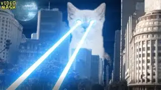 Laser Cat shooting people with lasers