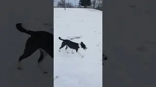 #sleddogs #sledding #🐼👖