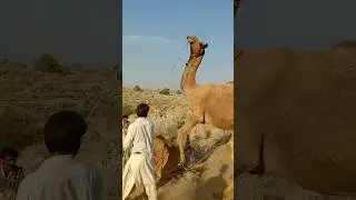 هويةُ الأجيال &mdash; الاختبارُ السنوي للجِمال