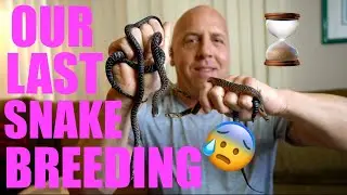 OUR LAST BREEDING | MEXICAN INDIGO SNAKES