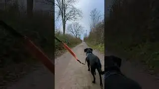 #wanderlust Labrador 🐕&zwj;🦺 #shorts
