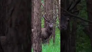 &ldquo;Sika Deer Down in a Flash | Quick Hunting Shot&rdquo;#SikaDeerHunting#QuickShotHunt#DeerHuntingUSA
