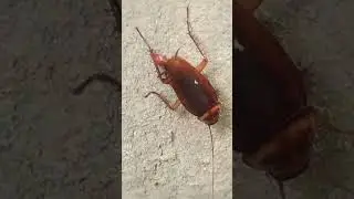 Ipis lang sakalam