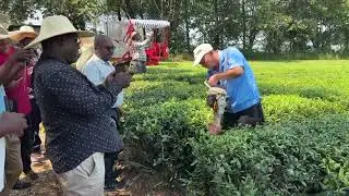 Single Person Tea Picking Machine