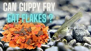 Guppy Fry Care - Can Guppy Fry Eat Flakes ? Guppy Fry Ideal Dietary Requirement