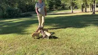 Boomer x Bocote pups at 9 & 1/2 wks