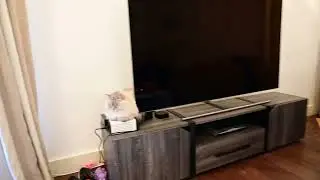 Chelsea basement with Nikon Z6