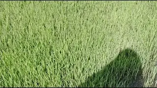 मेरी अपनी ज़मीन नहीं… दूसरों के खेत में गाय को चारा खिलाने आया, सब कुछ जल चुका था 😢🔥