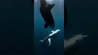 🦈🔥 ORCA vs GREAT WHITE &mdash; Ocean Dominance Decided
