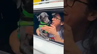 PERRITO SUPERA EL C&Aacute;NCER Y LO CELEBRAN AS&Iacute;! 😱😍👆🙏🐶#trendingshorts #viralticktock #dogslove #dogslife
