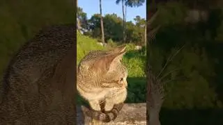 Cute alert cat