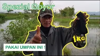 Mancing Ikan Goyor 1KG I Review Spot Kali Muncul Rawa Pening