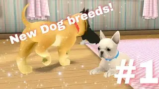 Dog Town: Pet Shop Game, Care & Play with Dogs [Gameplay #1- A new Breed!]