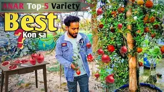 Anar Fruit Top 5 Variety | Pomegranate Fruit Farming in india | RM nursery plant