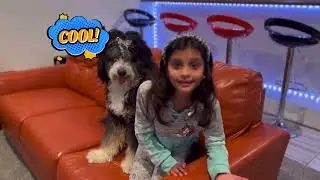 Basic Commands Teaching Fundamentals for New Dog Owners I Dog Puppy Training Part 1
