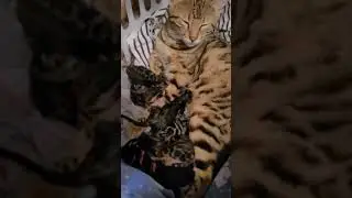 Cazpurr April fool's