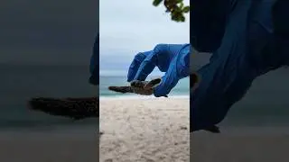 Baby Turtles 🐢 #babyturtles #turtles #redangisland #redang #черепахи #island #turtleisland