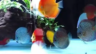 Дискусы от Jagger Discus