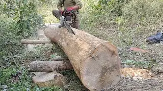 Skills of sawing gamare log into block size 5cm &times; 7.5cm &times; 300cm With Stihl ms382