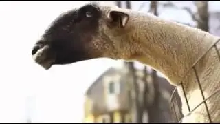 Goats Yelling Like Humans