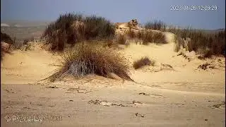 A black crow harassing the lioness Xpl-108 resting on hummocks at the Uniab Delta.