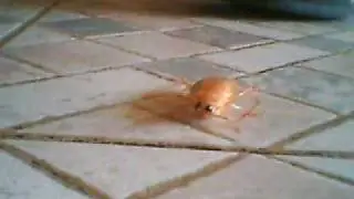 Cucaracha Rubia