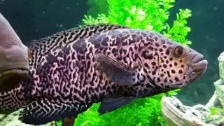 Jaguar cichlid ( Parachromis managuensis )